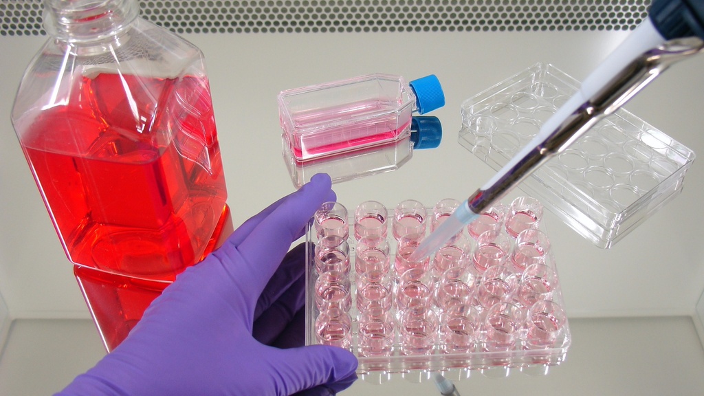 ChromTaq DNA Polymerase 